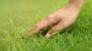L'immagine mostra una mano che accarezza l'erba di un prato perfettamente curato. 